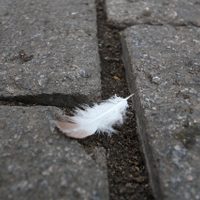 No es casualidad: qué significa realmente encontrar una pluma en tu casa o el jardín