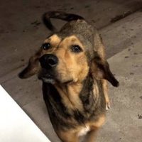 Prisión preventiva a José "N" por el asesinato del perro "Rodolfo Corazón"; lo vinculan a proceso