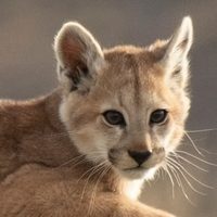 Un joven mató a un cachorro de puma en Córdoba