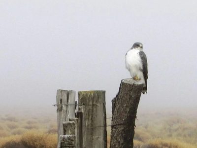 El Ñanco que se dejó fotografiar por vecinos de Villa La Angostura y regaló una gran postal