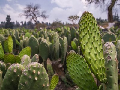La planta a la que muchos le temen, pero que es oro verde para la construcción: así podés usarla en los revoques