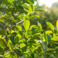 La yerba está carísima: trucos y secretos para cultivar yerba mate en casa