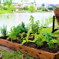 El espacio no es excusa: así podés optimizar tu jardín para tener una huerta repleta de plantas para cosechar