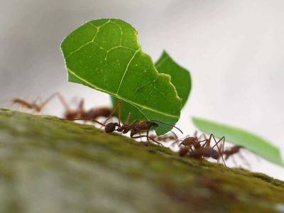 El truco ecológico para repeler a las hormigas de tus plantas sin químicos que contaminen
