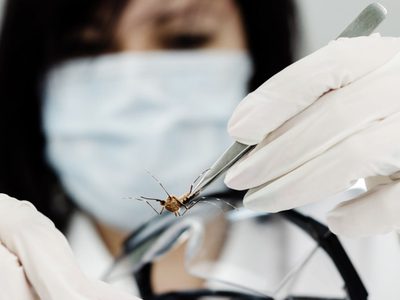 ¡Alerta dengue! Sigue subiendo la cantidad de infectados y de casos autóctonos
