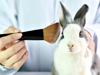 Fin a la crueldad animal: Chile prohíbe los experimentos cosméticos en animales