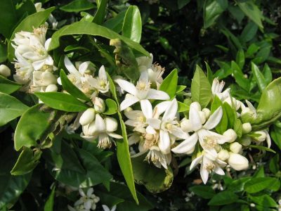 La planta que todos quieren tener por su increíble aroma, pero que esconde un secreto que pocos conocen