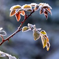 Sin gastar nada: el truco de los jardineros para que tus plantas pequeñas resistan en invierno