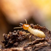 Curiosidades sobre las termitas: el insecto pariente de las cucarachas que pone en riesgo tu hogar por esta razón