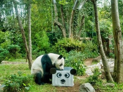 Cumpleaños 35 de Xin Xin, única panda gigante de Latinoamérica, se festejará en Chapultepec