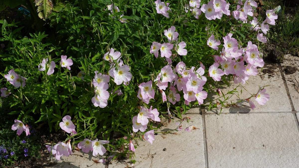 Oenothera speciosa. Fuente: (Instagram)