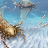 Los escorpiones marinos se hicieron gigantes al menos nueve veces