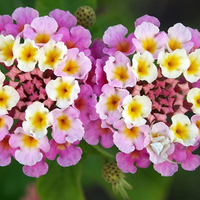 La planta de bellas flores que cambia de color en invierno: por qué sucede y qué te está indicando