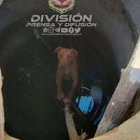 Un perro fue rescatado por la Policía luego de haber caído en un pozo séptico