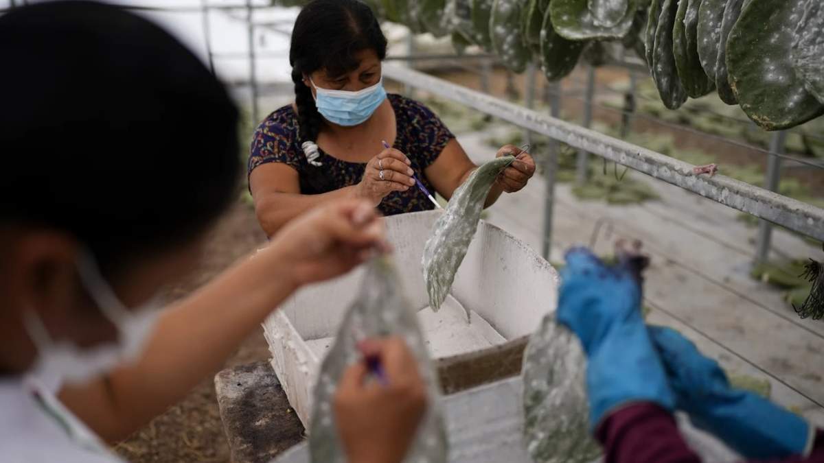 Con pinceles, miembros de la familia García retiran las cochinillas de las hojas del nopal