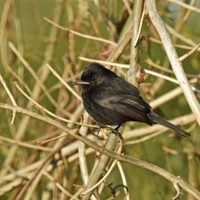 Curiosidades sobre la Viudita chica: el ave con un canto especial que se muestra mucho más en primavera
