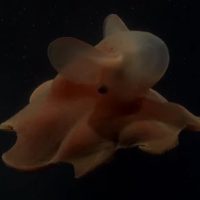 El pulpo “Dumbo”: la nueva estrella del streaming del CONICET