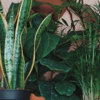 8 plantas hermosas que pueden vivir en la sombra adentro o afuera de tu hogar