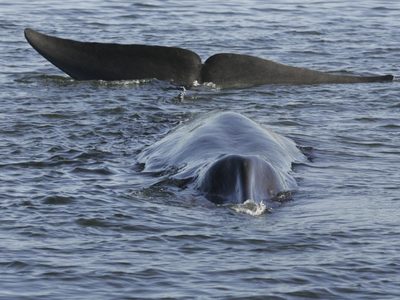 Islandia autoriza la caza de 128 ballenas de aleta este año