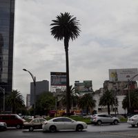 La palma, que identificó 100 años una de las glorietas de Reforma, será retirada con un “homenaje”