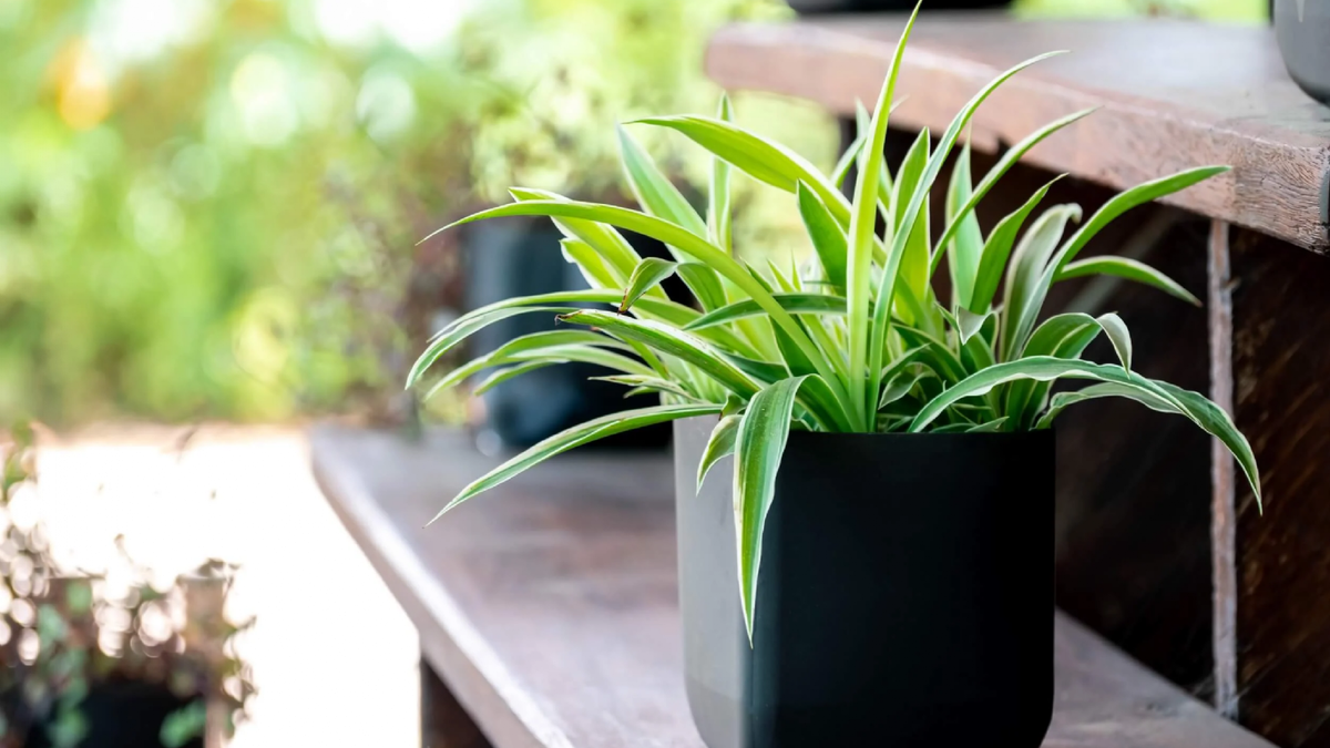 Plantas. Fuente: (Instagram)
