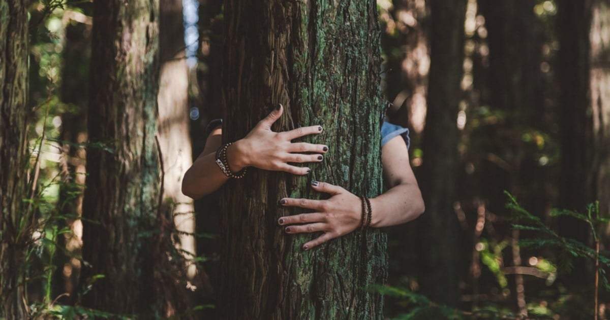 Relajación al ir al bosque y abrazar árboles. Fuente: (Instagram)