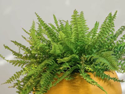 Plantas: así podés curar a tus Helechos de la cochinilla o cuando se les caen mucho las hojas