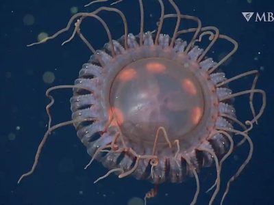 Como una nave espacial: descubrieron una inusual especie de medusa en California