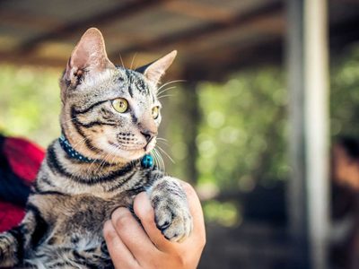 Si tenés un gato que orina donde no debería, prepará este repelente infalible para que ya no lo haga en ese lugar