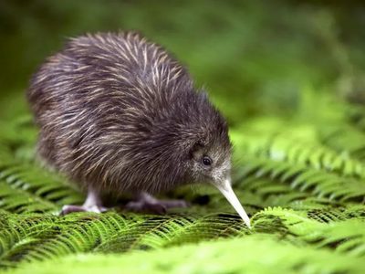 Curiosidades del kiwi, el pájaro neozelandés que no tiene alas
