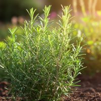 Los secretos de los jardineros para que tu planta de Romero esté espléndida y llena de hojas nuevas