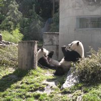 Murió el panda gigante que China le regaló a Taiwán