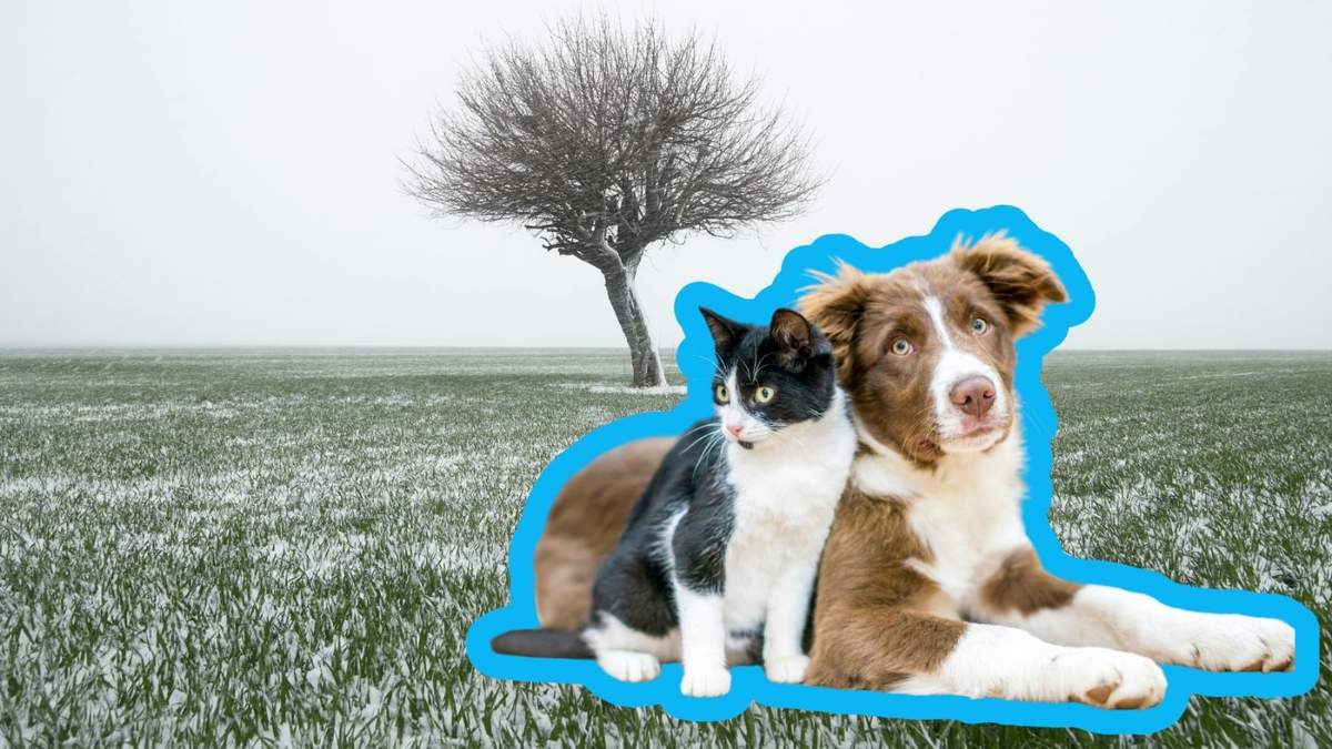 Frentes fríos activan medidas de cuidado para perros y gatos.
