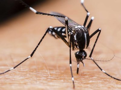Dengue: Detectaron la presencia del mosquito vector en Neuquén pero descartas casos locales
