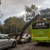 Cae árbol de 12 metros sobre vehículos en circulación en Paseo de la Reforma