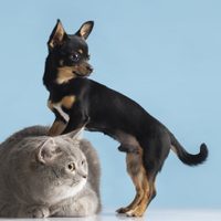 Digitalizaron la libreta sanitaria para mascotas: ¿cómo funciona?