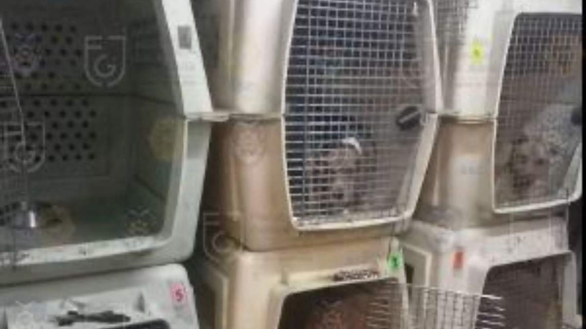 Autoridades publicaron imágenes del interior del refugio animal en la Narvarte