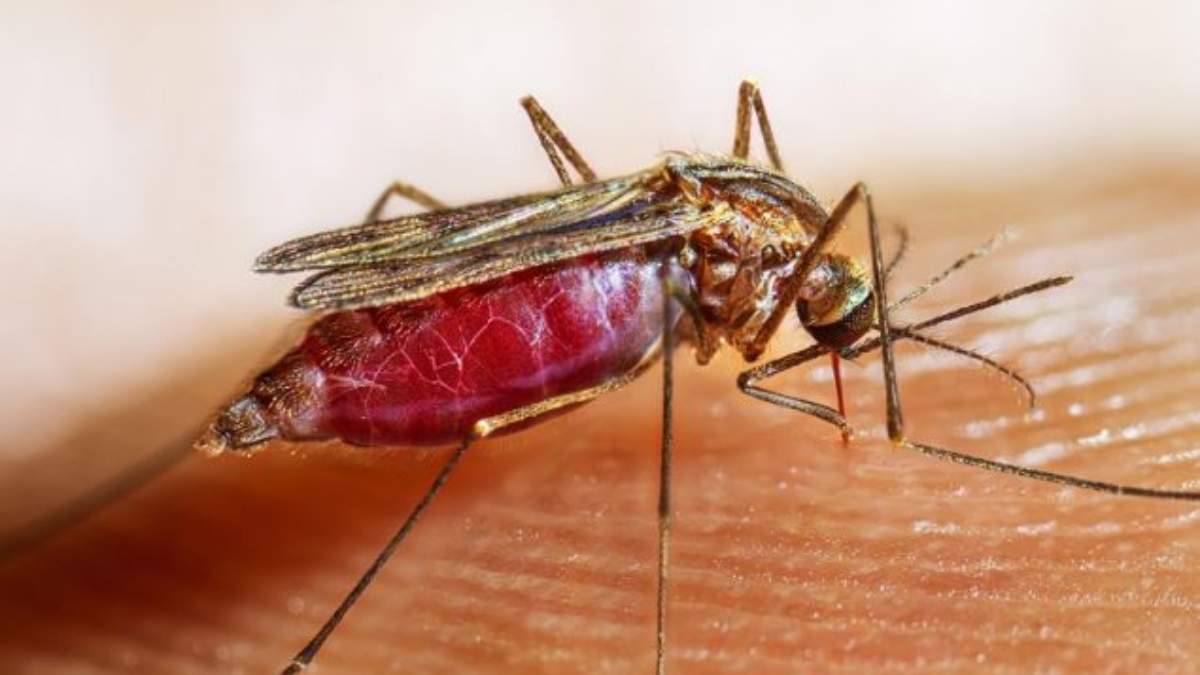 Mosquito transmisor de la malaria