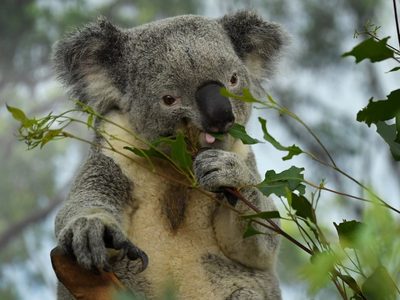 Tristeza: Australia tuvo que clasificar los koalas como especie en peligro
