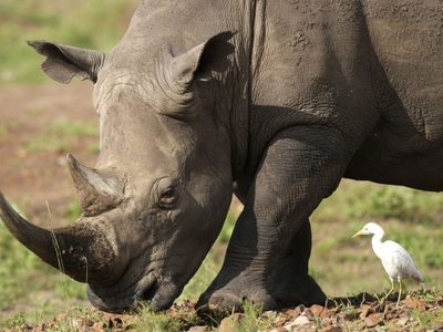 El número de rinocerontes sube ligeramente, aunque también ha crecido la caza furtiva