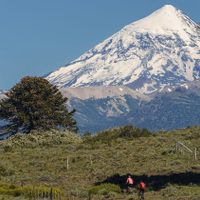 Cuáles son los árboles más emblemáticos de Neuquén y dónde encontrarlos
