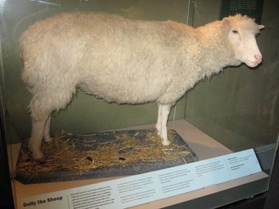 25 años de la oveja Dolly; el experimento que revolucionó la ciencia