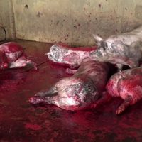 Difunden nuevo video que capta abuso contra animales en mataderos del gobierno