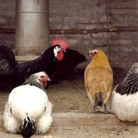 Gripe aviar: el SENASA confirmó un nuevo caso en aves de traspatio en Neuquén