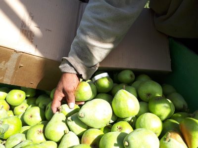 Cosecha Neuquén: piden a trabajadores golondrina no viajar al El Chañar sin contrato previo