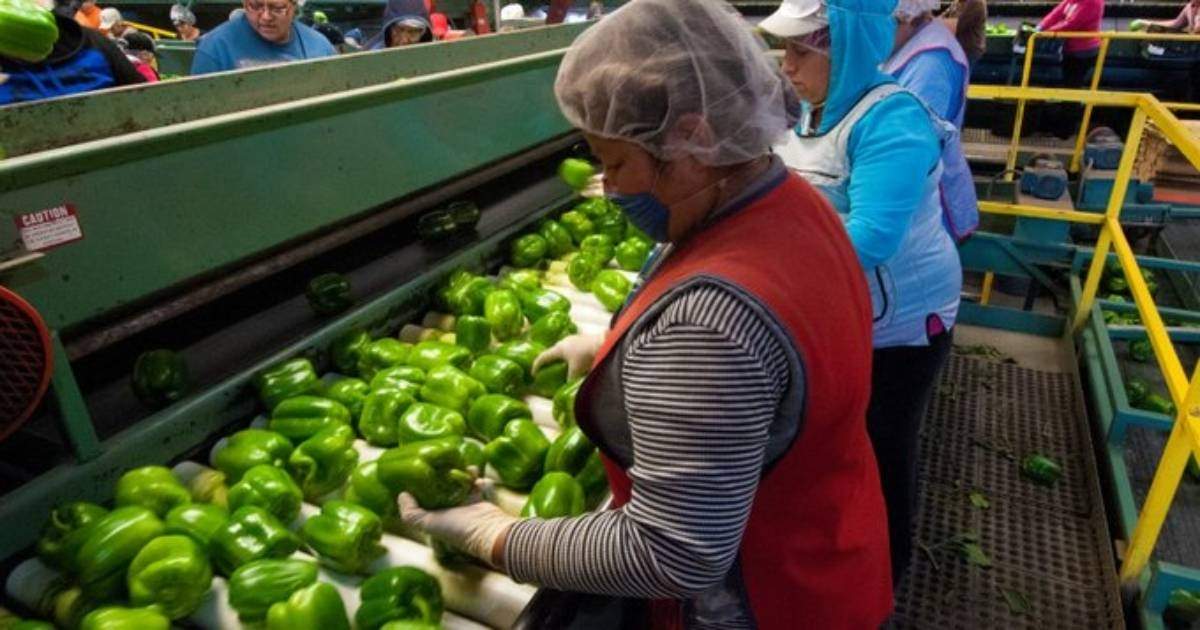 Migrantes agrícolas en EU