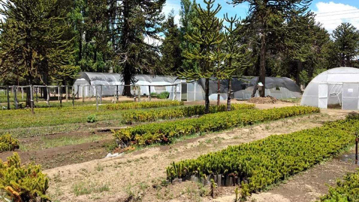 El magnífico vivero provincial en Villa Pehuenia. Fuente: (Twitter)