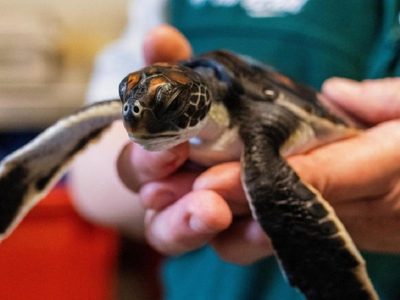 Una tortuga bebé rescatada en Australia eliminó “puro plástico” durante seis días