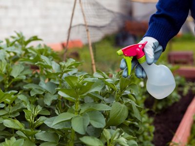 No lo ahuyentes: el insecto que protege las plantas de tu jardín y combate todas las plagas sin esfuerzo