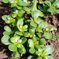 Increíble, pero cierto: la planta que muchos confunden con maleza pero esconde increíbles beneficios para tu salud